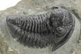 Detailed Gerastos Trilobite Fossil - Morocco #222224-2
